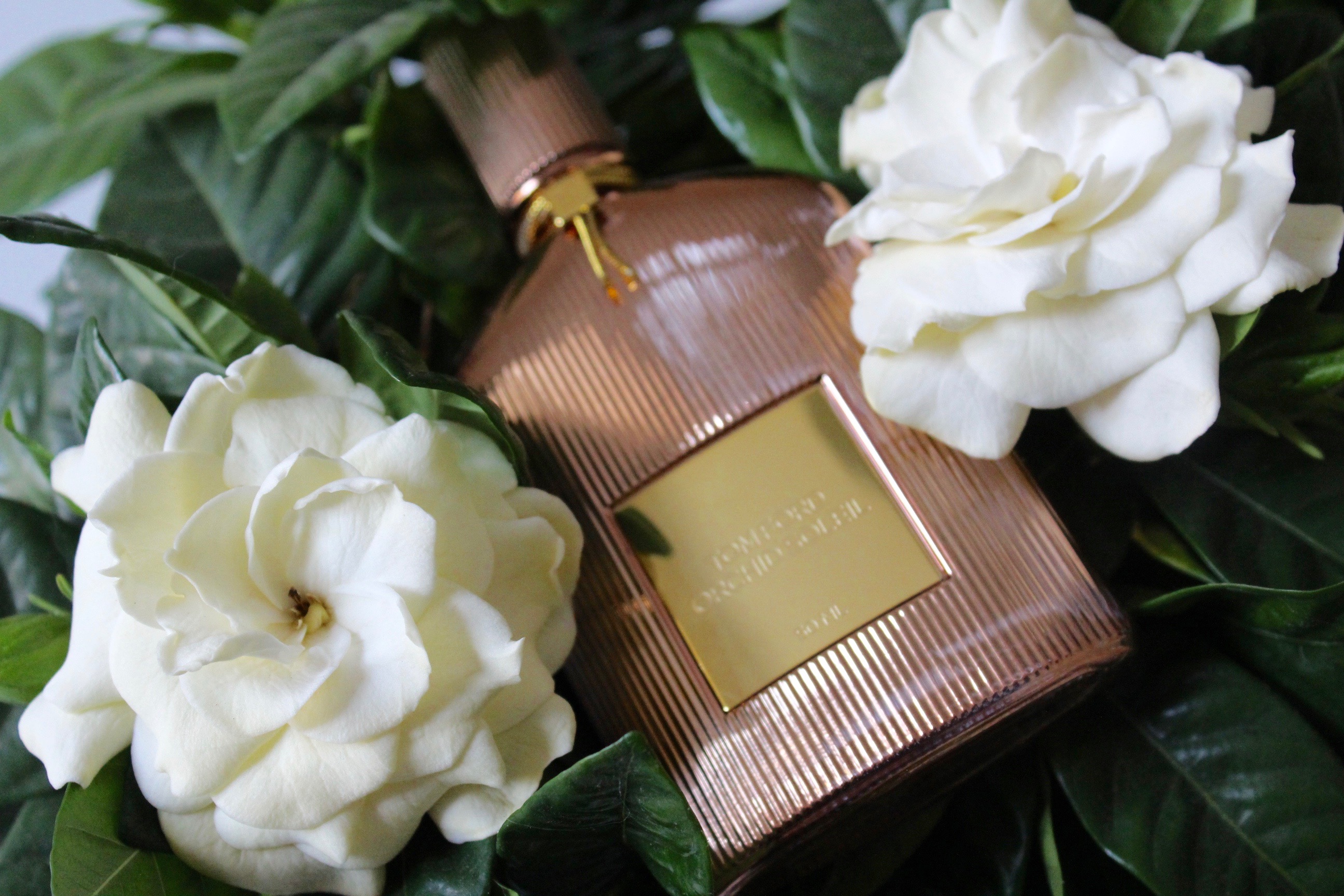 Sun Worship – TOM FORD Orchid Soleil Perfume Review – The Candy Perfume Boy